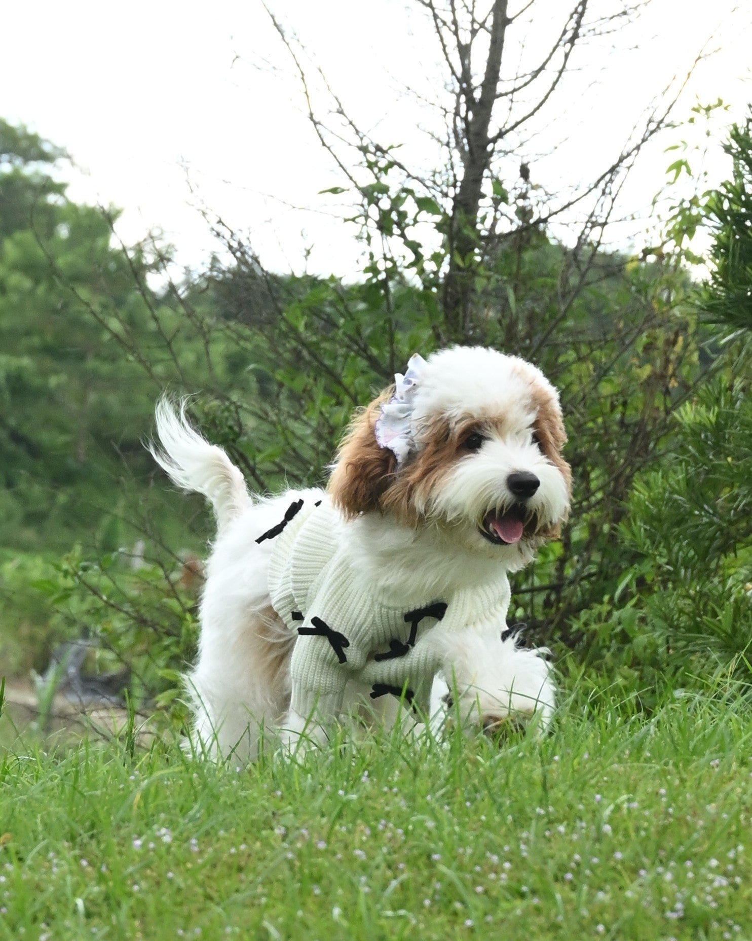 Black Bow-3D Motif Pet Sweater - Image 4